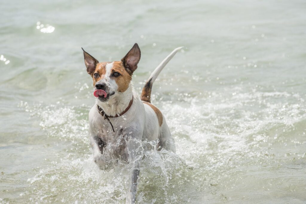 Dänisch Schwedischer Hofhund Bewegung