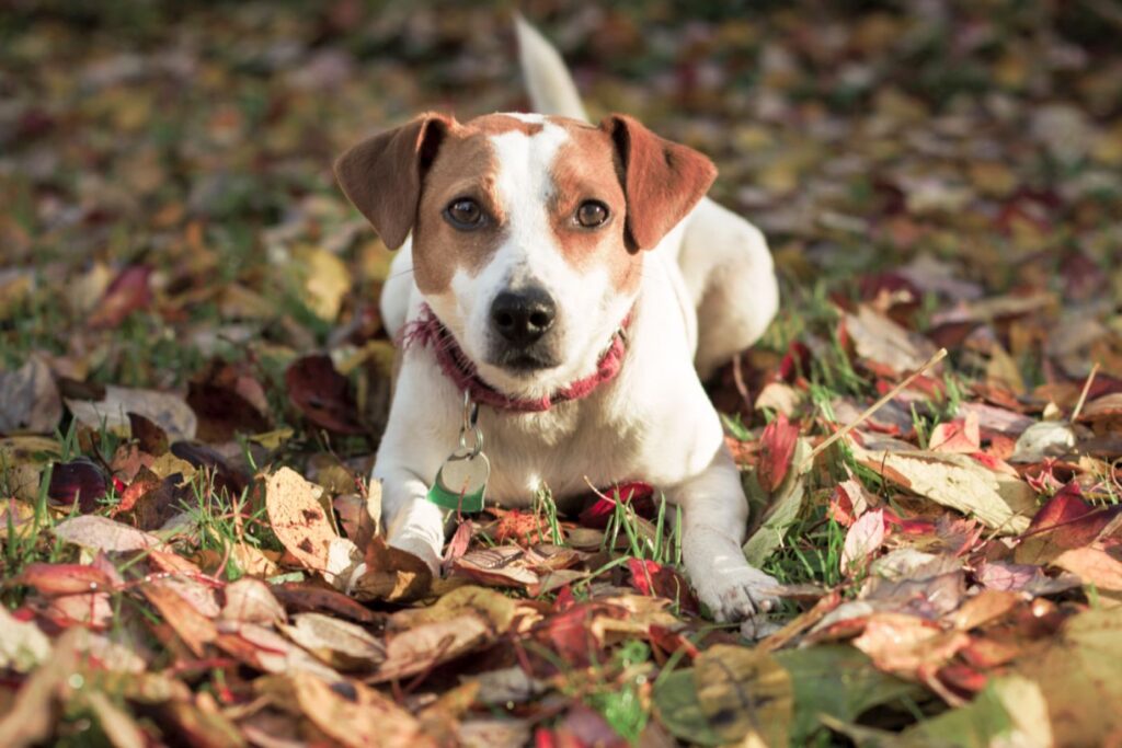 Dänisch Schwedischer Hofhund Aussehen