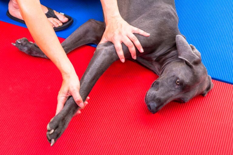 Hund entspannt bei Osteopathie