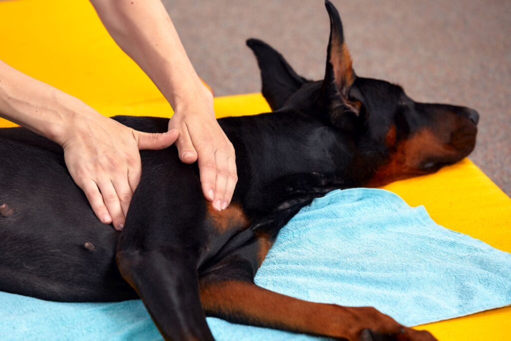 Handgriff bei Osteopathie für Hunde