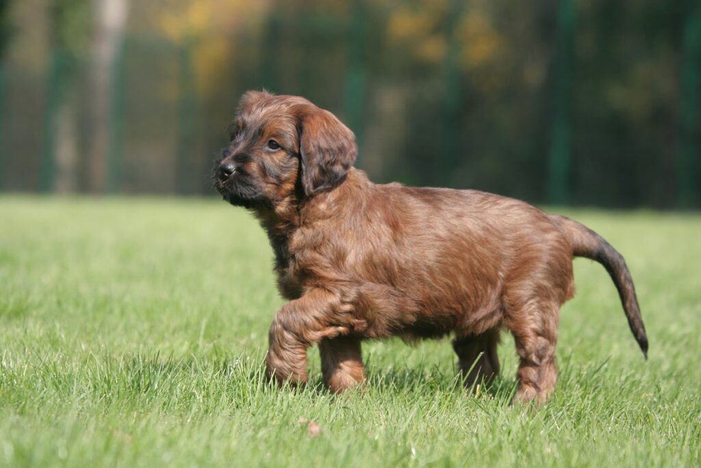 Ein Briard Welpe läuft im Gras. Briard