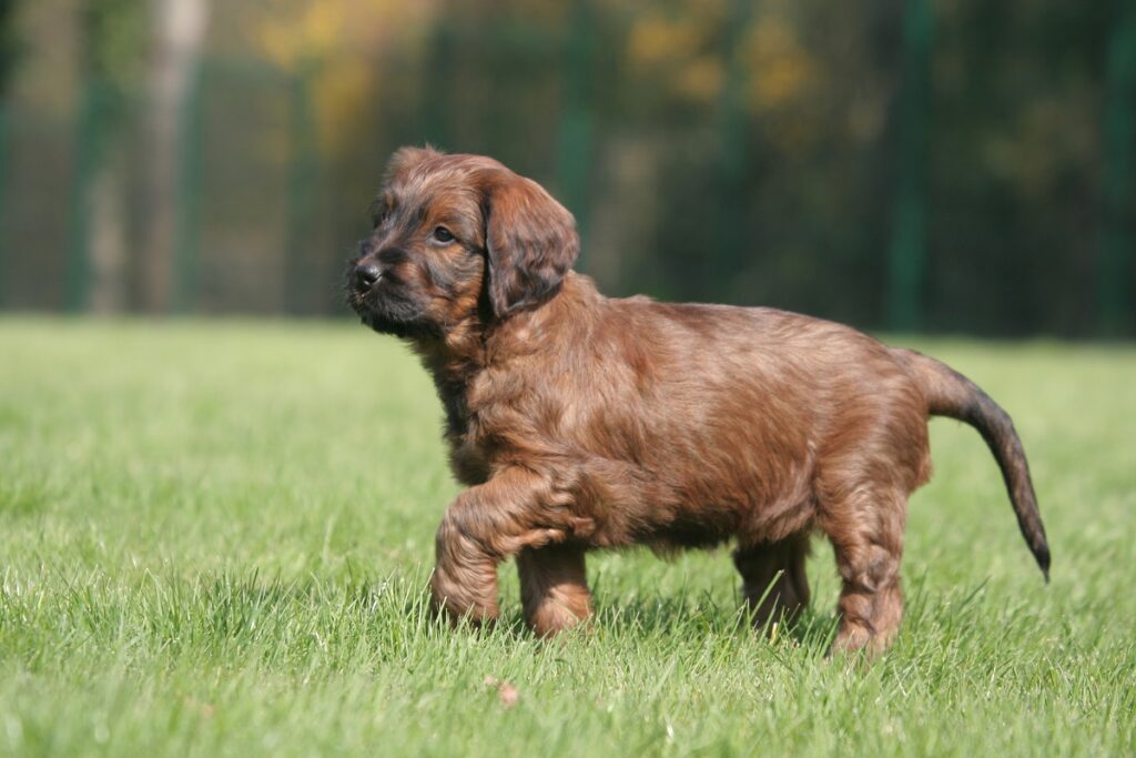 Briard