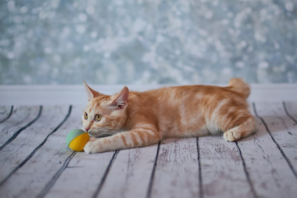 Eine American Bobtail spielt mit einem Ball. American Bobtail Katze