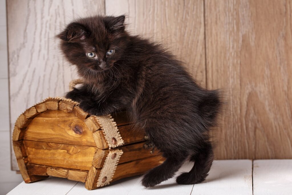 Ein American-Bobtail-Kätzchen klettert auf eine Kiste. American-Bobtail-Kätzchen