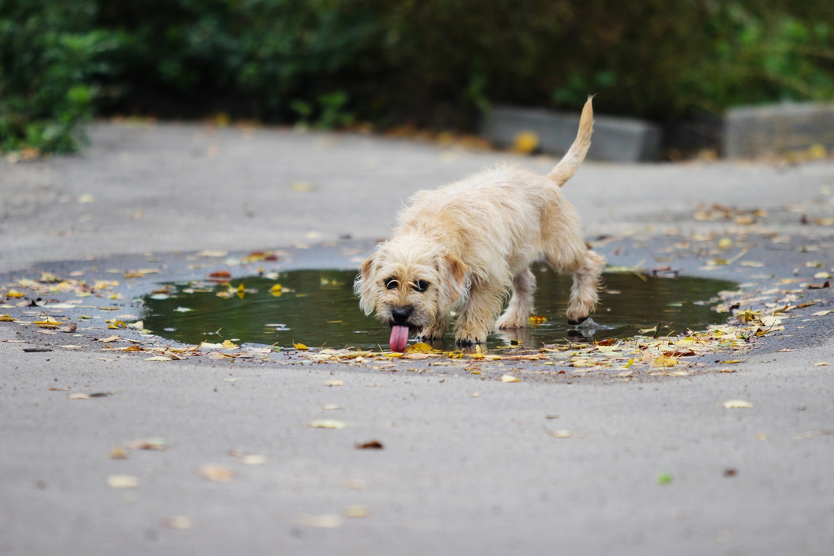 Hund trinkt aus Pfütze Ursachen und Gefahren zooplus Magazin
