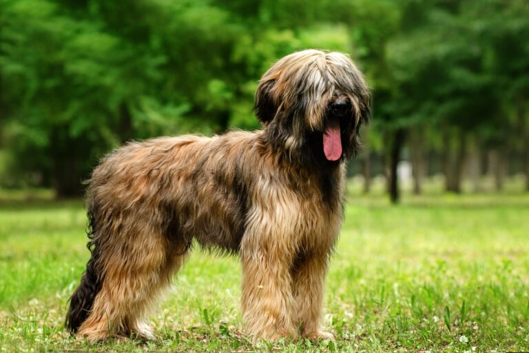 Briard