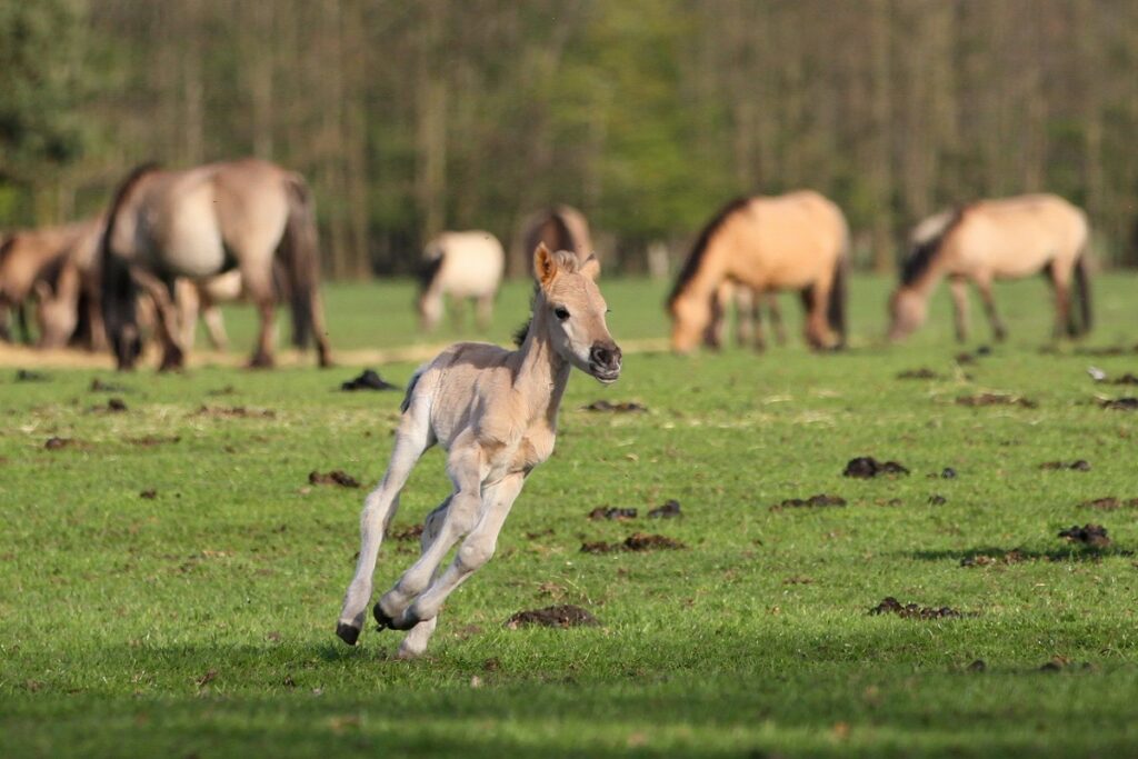 Fohlen eines Dülmener Wildpferds