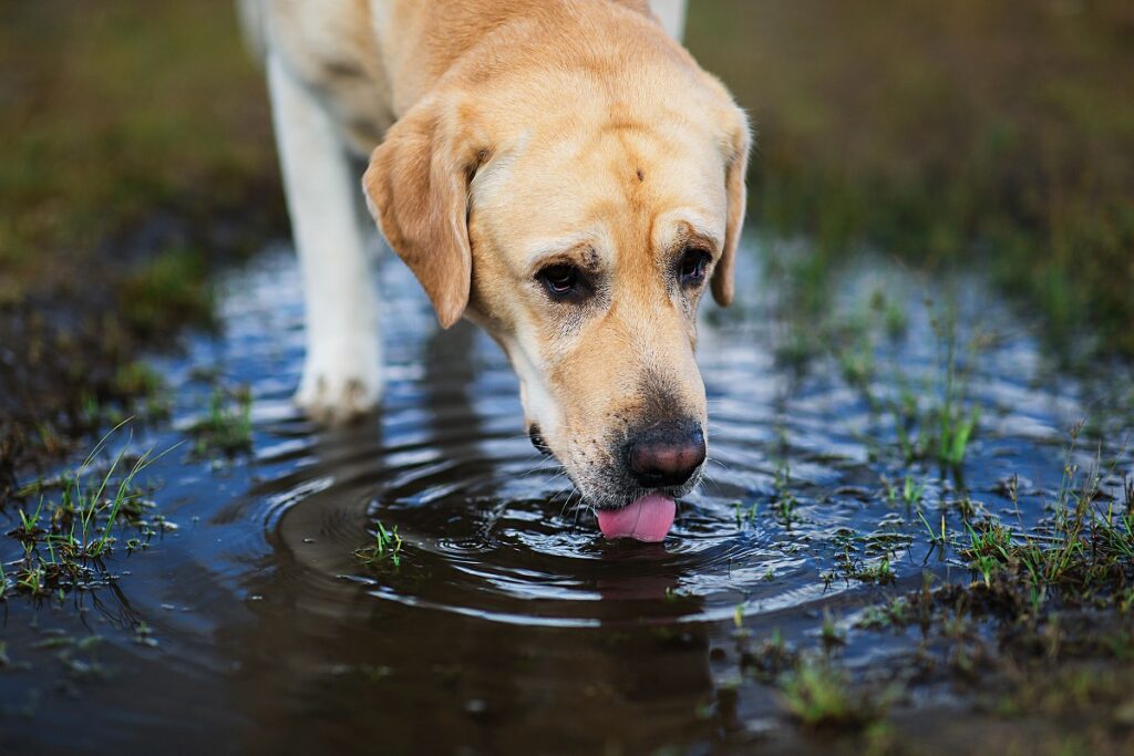 Ein Hund trinkt aus einer Pfütze. Hund trinkt aus Pfütze