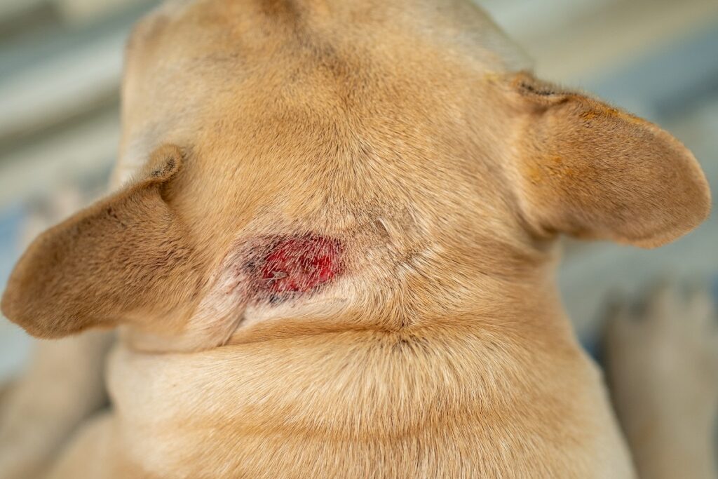 Ein Hund hat eine Wunde am Nacken. Hund Wunde