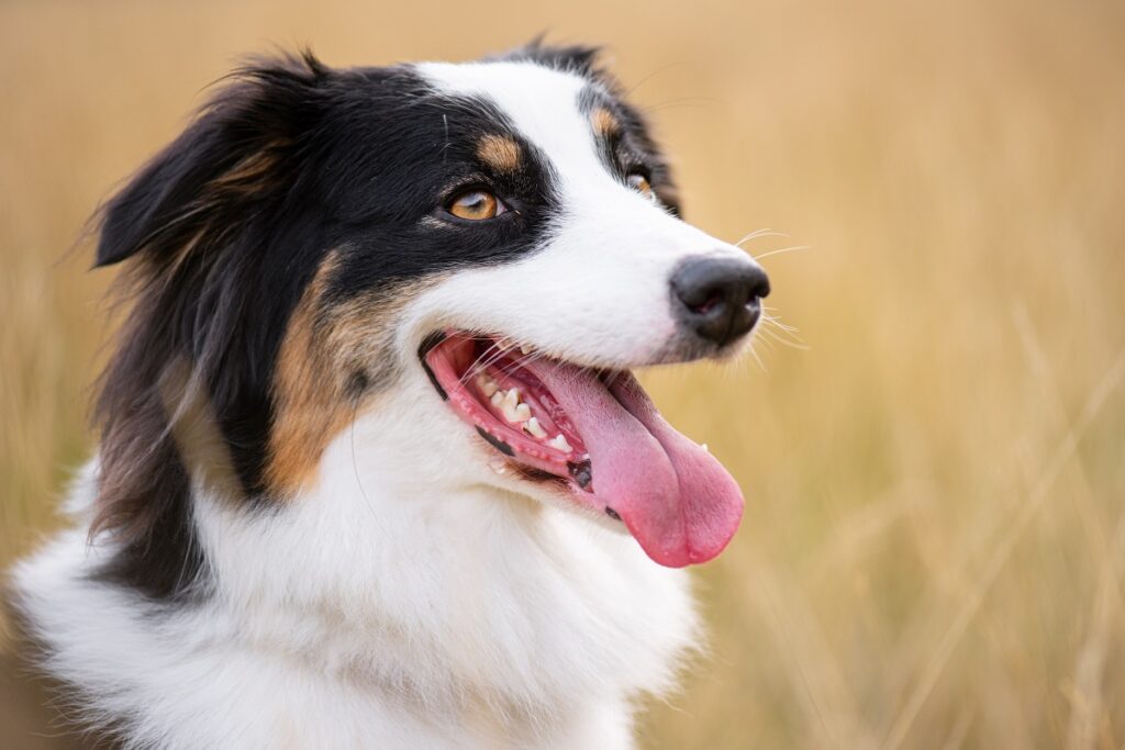 Ein Australian Shepherd im Porträt. Australian Shepherd