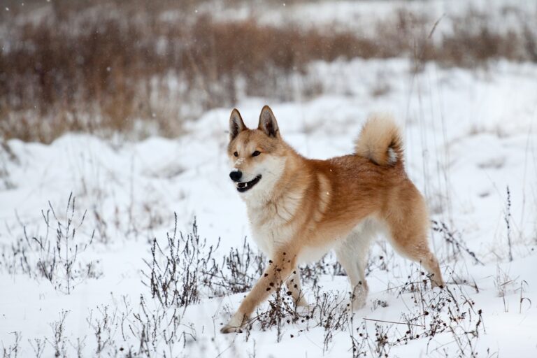 Westsibirischer Laika