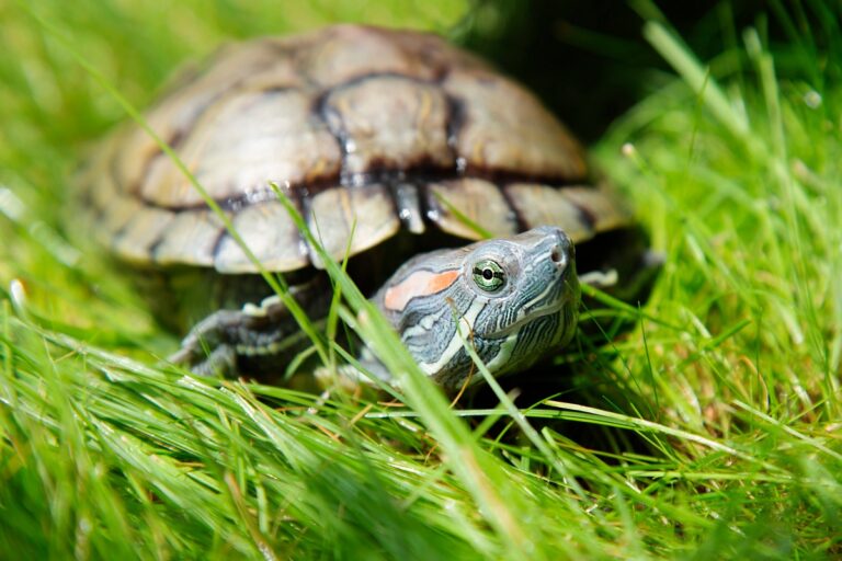 Rotwangen-Schmuckschildkröte im Gras