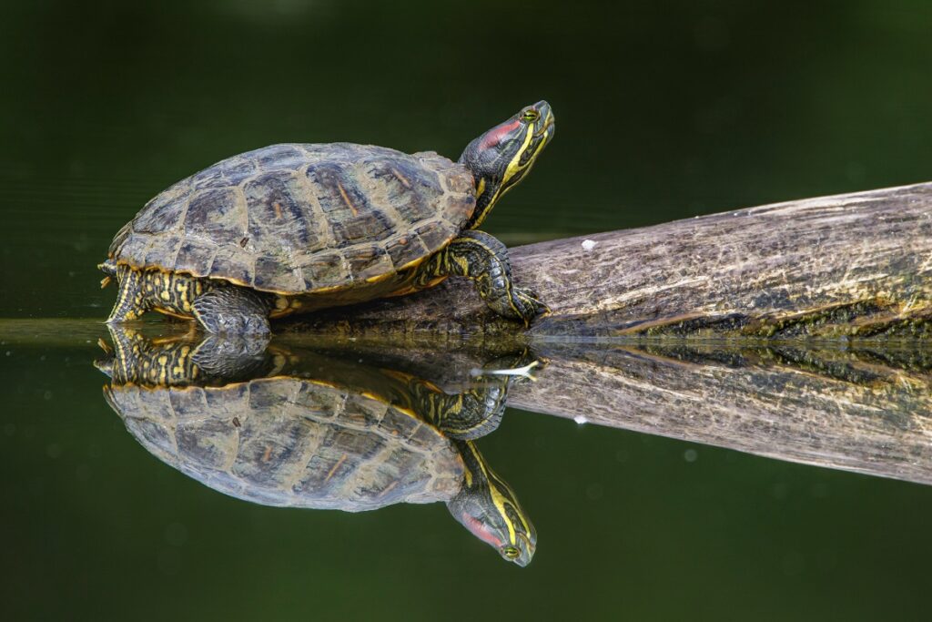 Rotwangen Schmuckschildkröte am Wasser