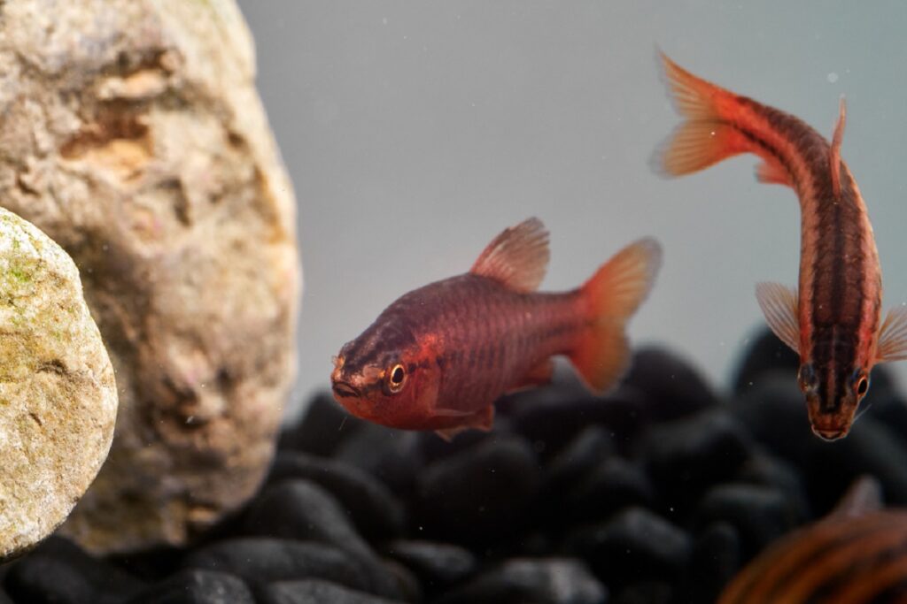 Bitterlingsbarben im Aquarium