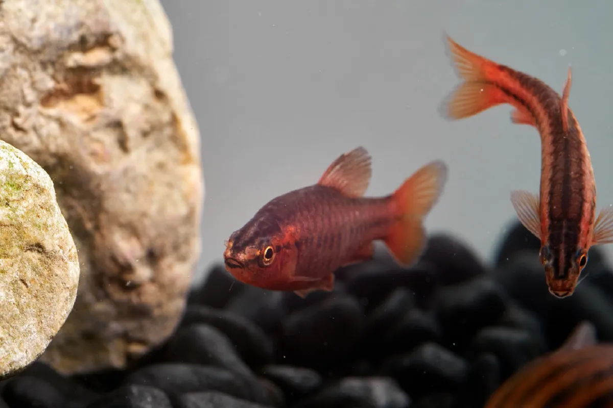 Bitterlingsbarben im Aquarium