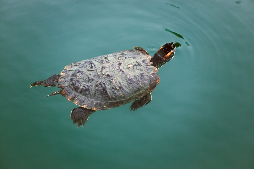 Rotwangen Schmuckschildkröte schwimmt