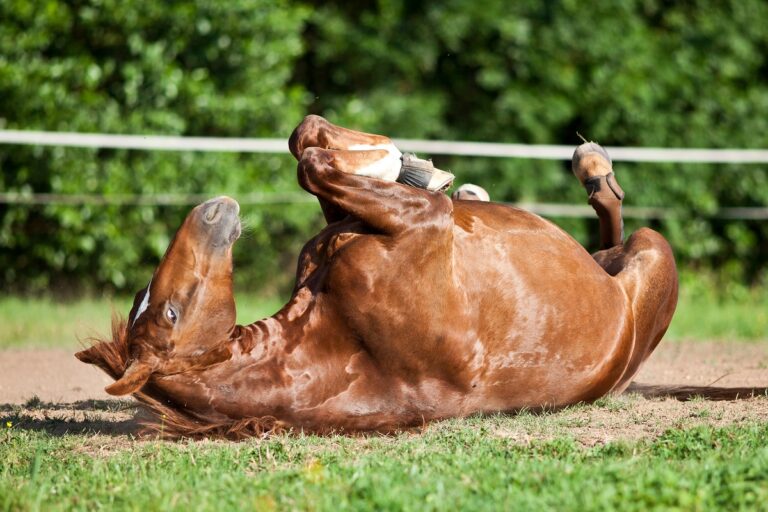 Pferd mit Kolik wälzt sich auf Boden