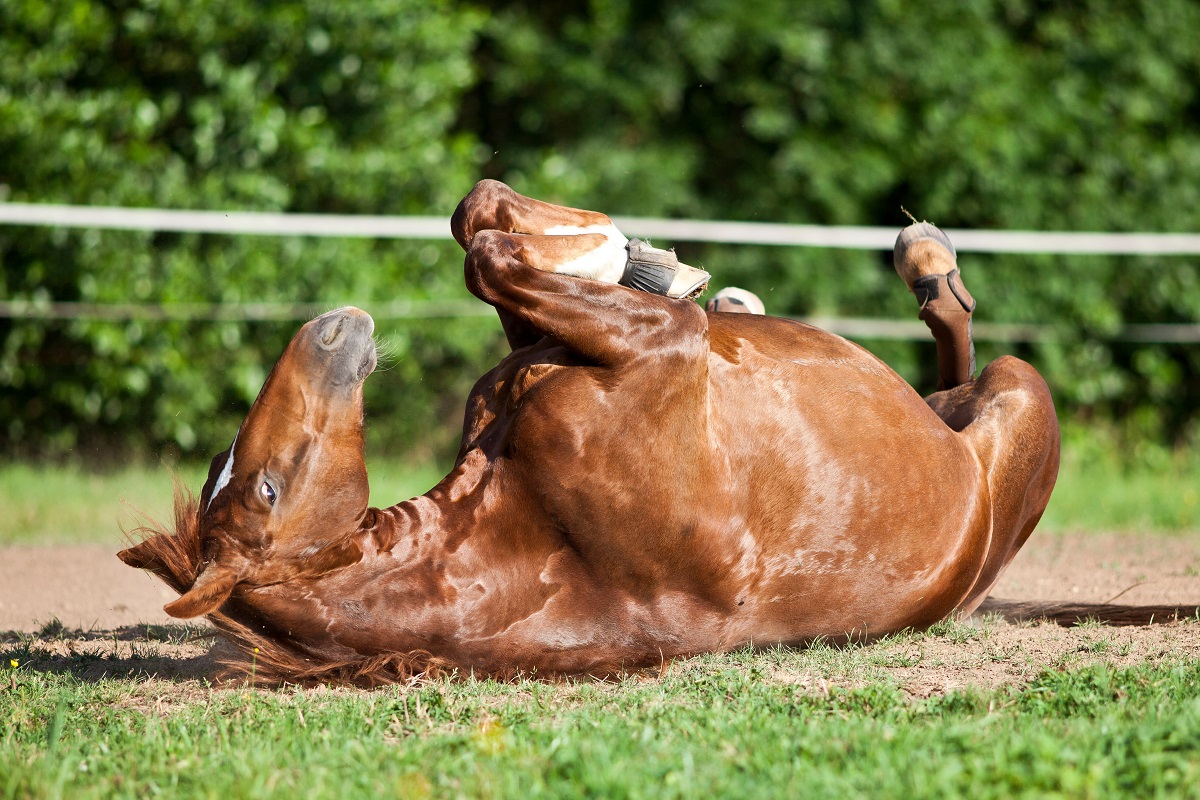 Kolik beim Pferd: Symptome & Behandlung | zooplus Magazin