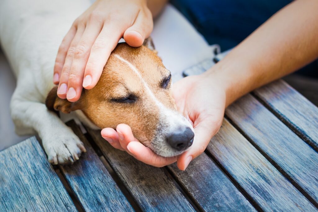 Hund mit Schlaganfall beim Tierarzt