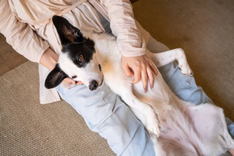 Bauchfellentzündung beim Hund