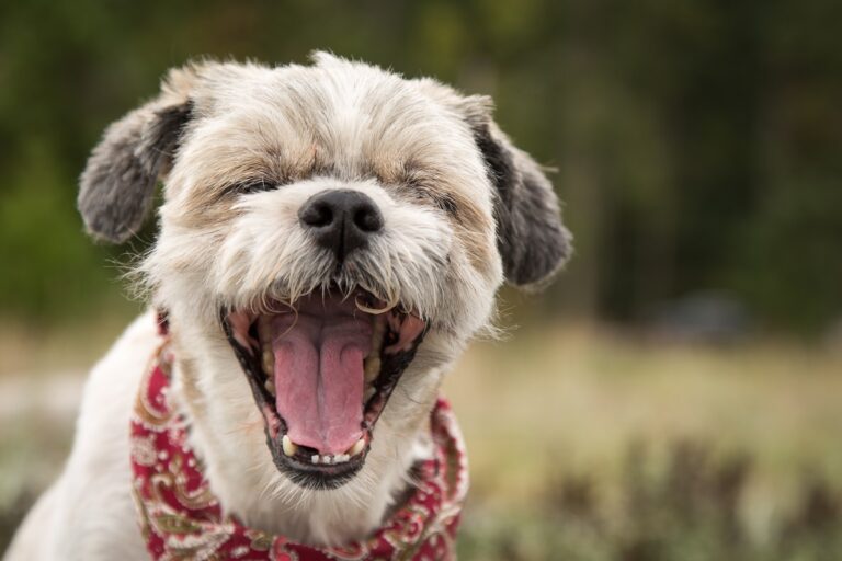 Rückwärtsniesen beim Hund