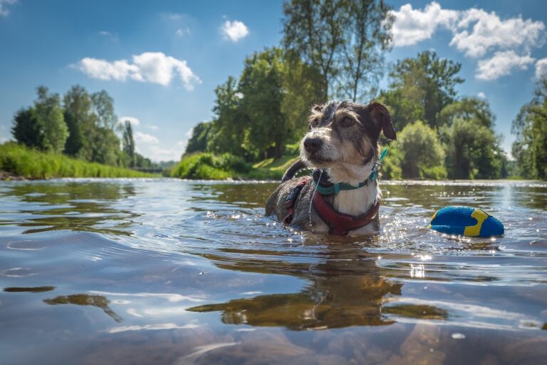 Blaualgen-Gefahr für Hunde im Wasser