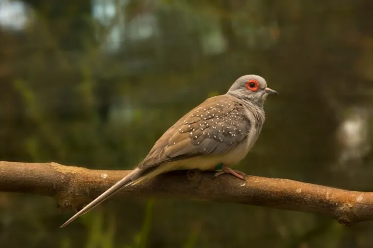 Diamanttäubchen