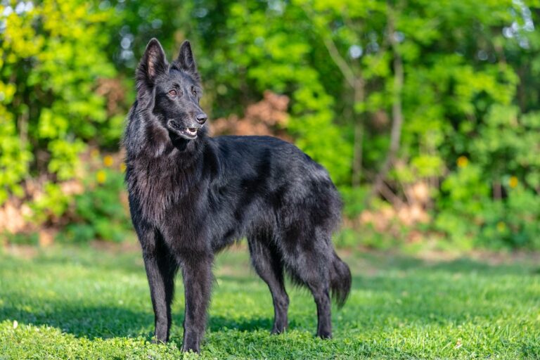 Groenendael