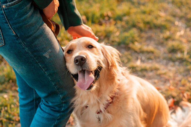 Können Hunde lieben