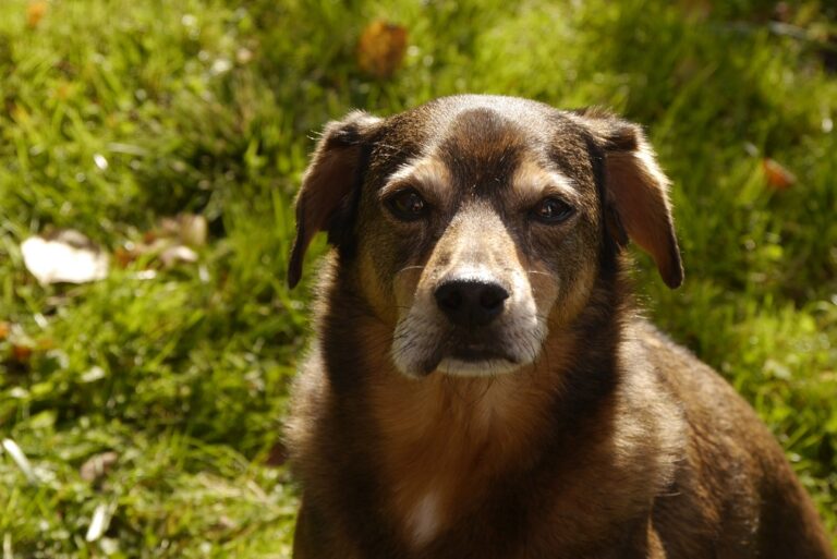 geschwollene Lefze nach Wespenstich beim Hund