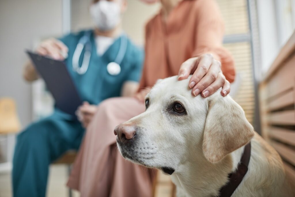 Hund beim Tierarzt