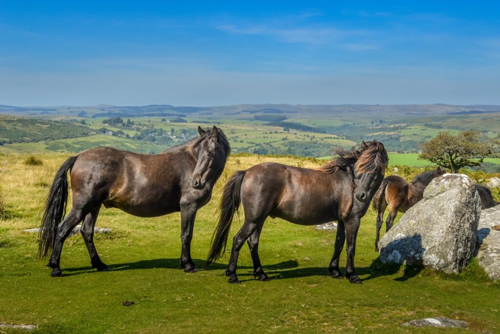 Dartmoor Pony