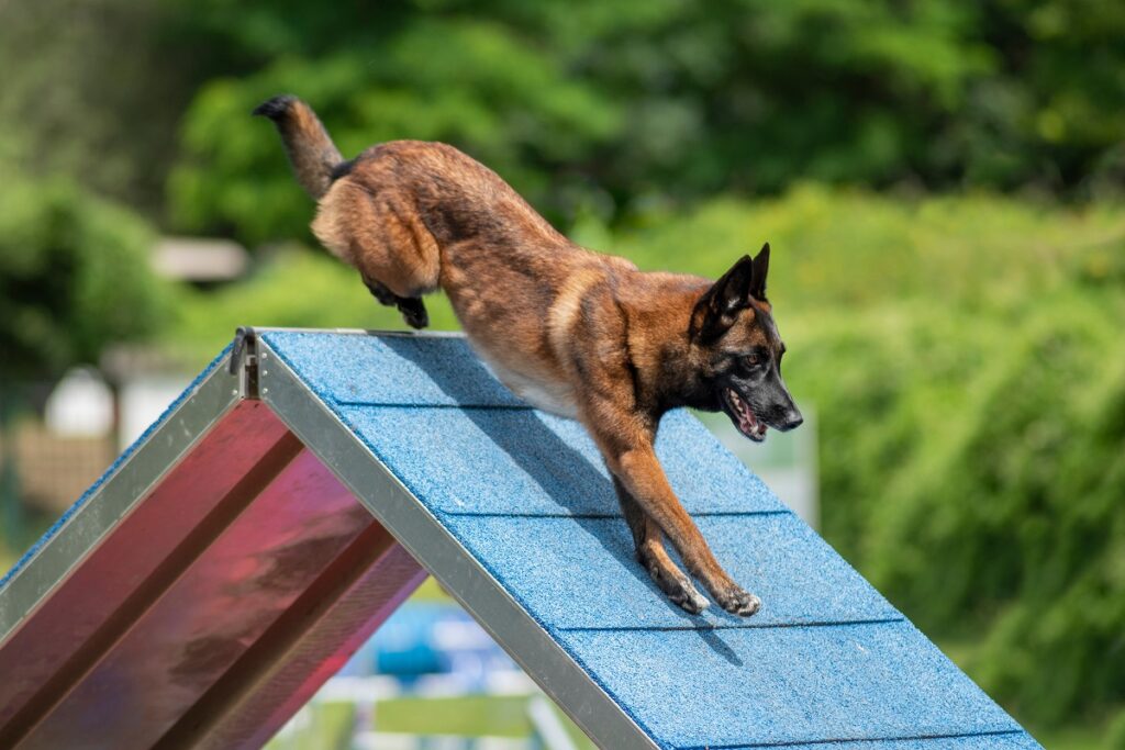 Malinois beim Agility