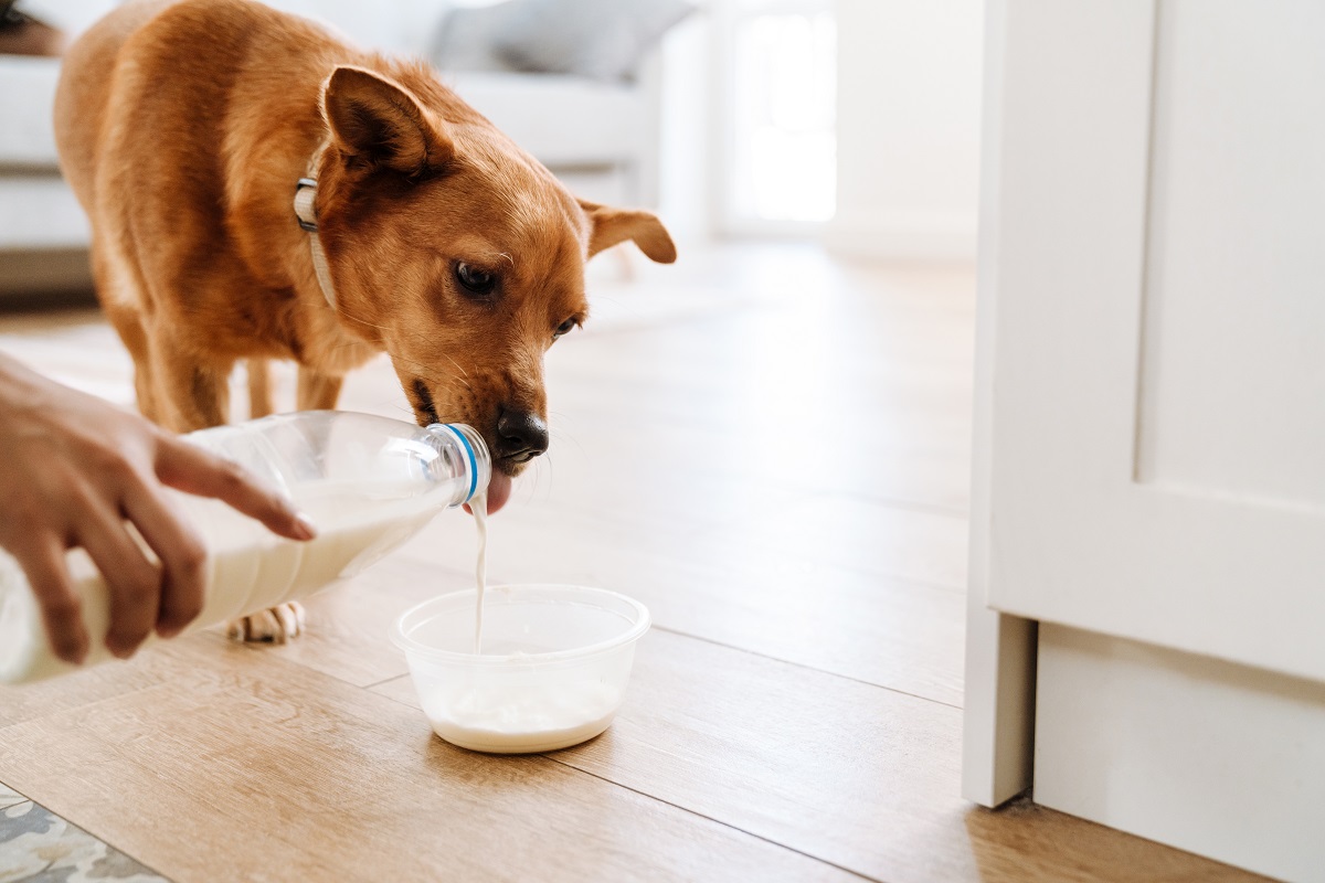 Dürfen Hunde Milch trinken? zooplus Magazin