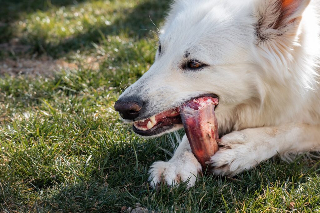 Hund frisst einen Knochen Hund frisst Knochen