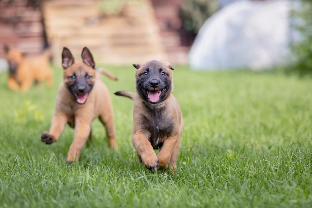 Malinois Welpen