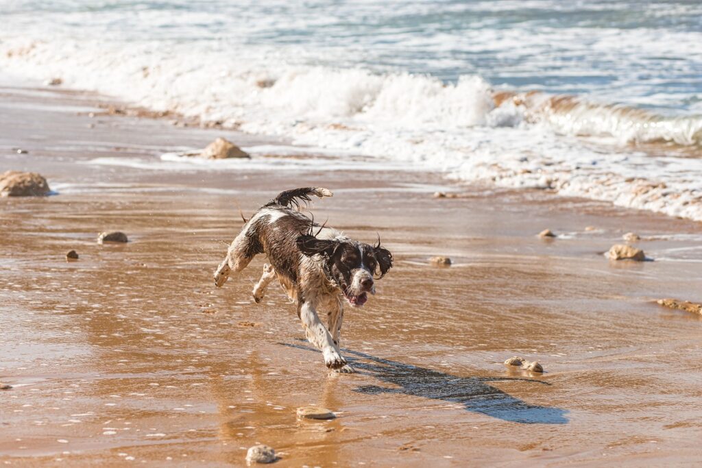 Hund rennt am Strand. Hund am Strand