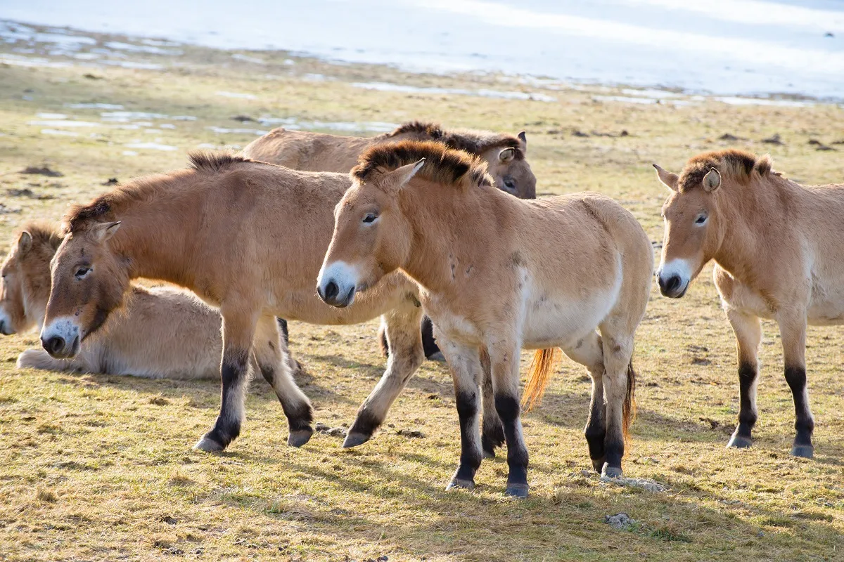 Przewalski-Pferde