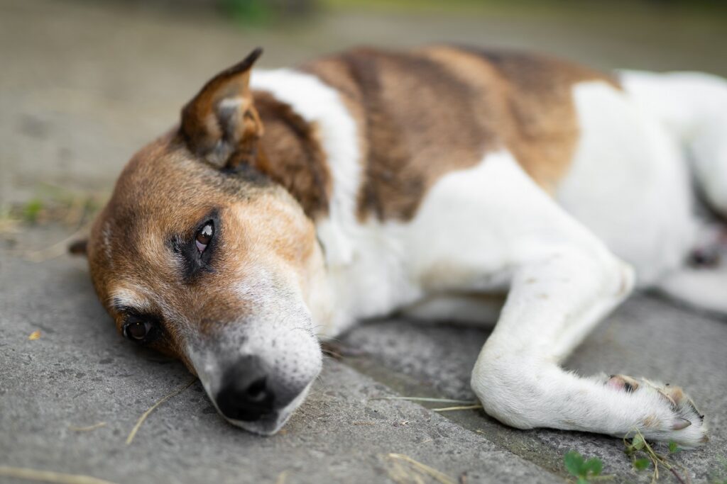 Vergiftung beim Hund durch Blaualgen