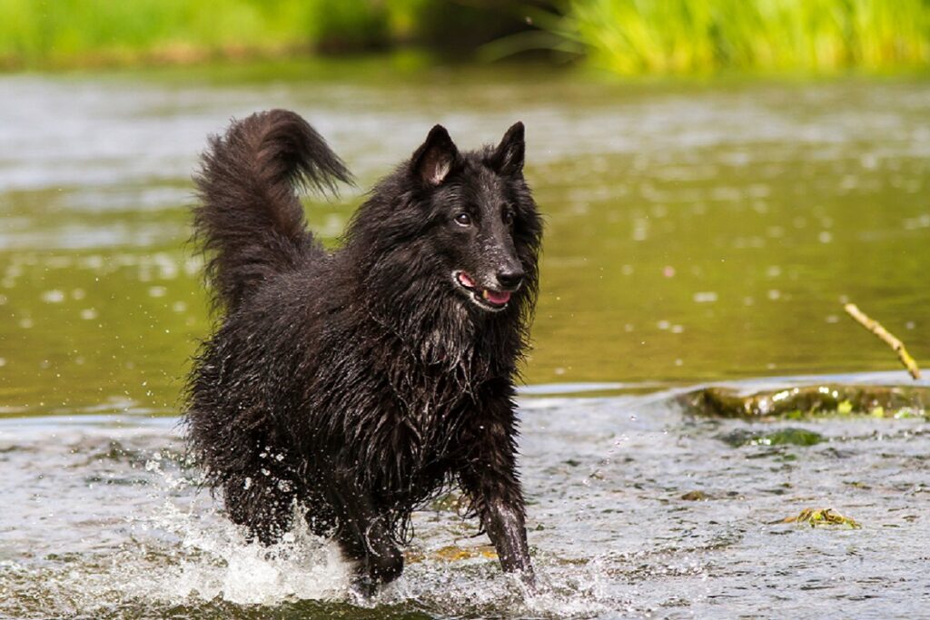 Groenendael im Wasser