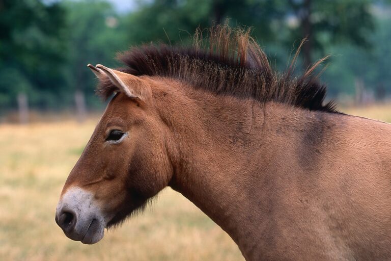 Przewalski-Pferd