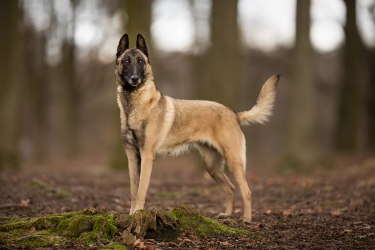 Malinois