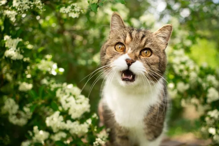 Katze miaut
