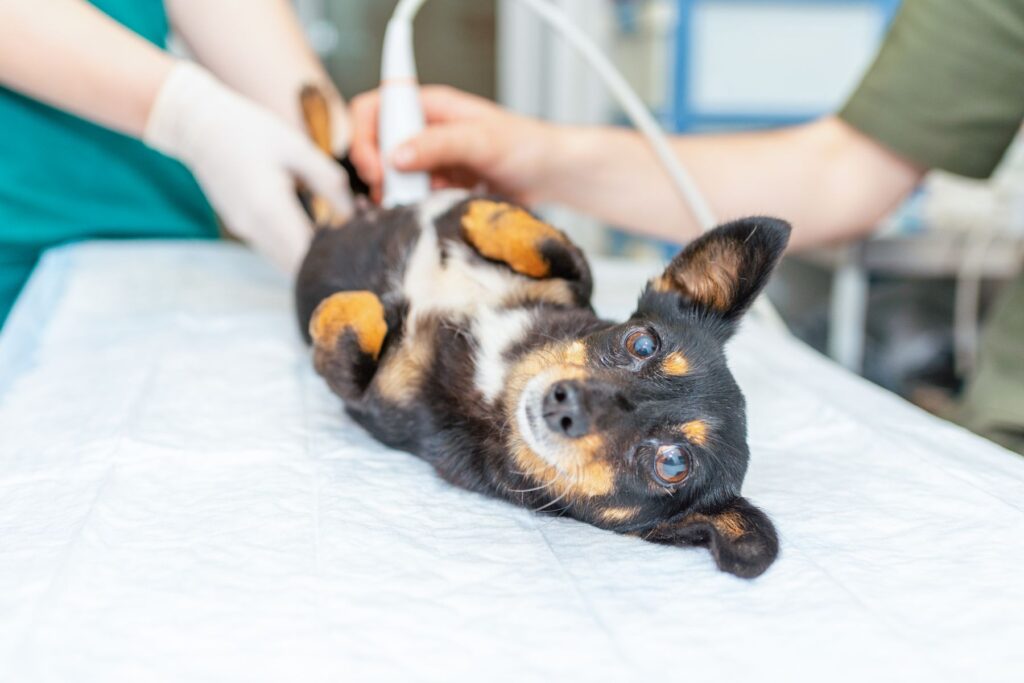 Ultraschall bei Hund mit Kryptorchismus