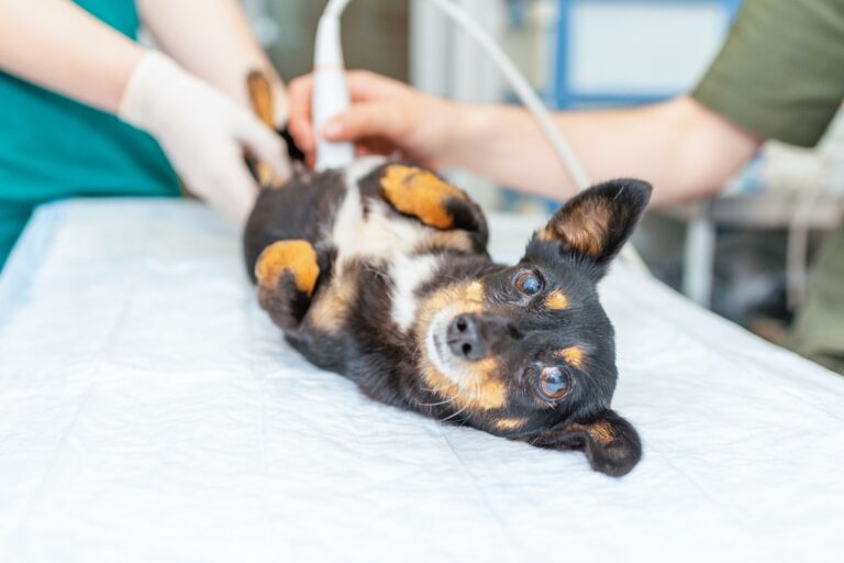 Kryptorchismus Hund Op Kosten 2024 www.zooplus.de