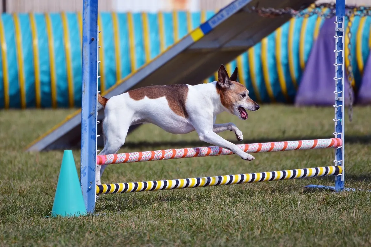 Rat Terrier beim Agility