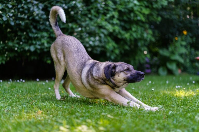 Gebetsstellung beim Hund