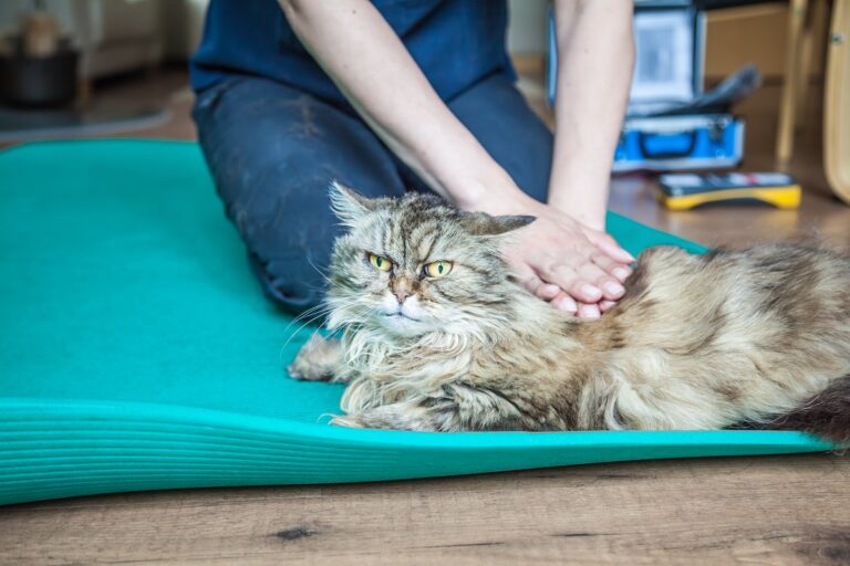Physiotherapie für Katzen