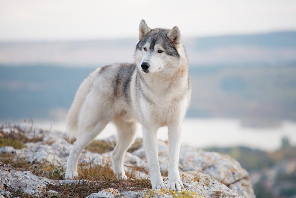 ein Siberian Husky steht auf einem Felsen Siberian Husky