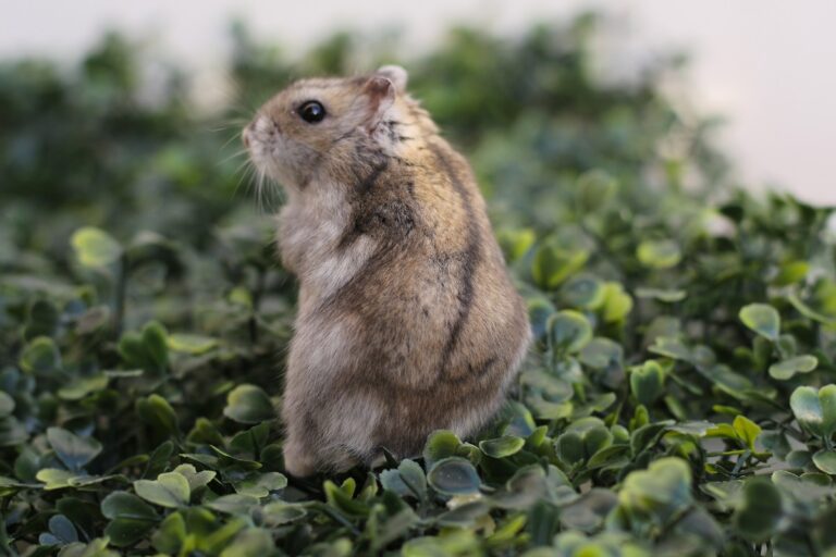 Chinesischer Streifenhamster